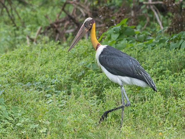 <h3><a href="/trips/srilanka/biota/animalia/chordata/aves/014 ciconiiformes/001 ciconiidae/leptoptilos javanicus/leptoptilos javanicus-nl.html">Leptoptilos&nbsp;javanicus</a> / Lesser&nbsp;adjutant / Javaanse&nbsp;maraboe</h3>NIKON D500 met AF-S Nikkor 300mm f/2.8G IF-ED VR II, 1/500 sec  bij F5.6, ISO 450, afstand 29.8&nbsp;m